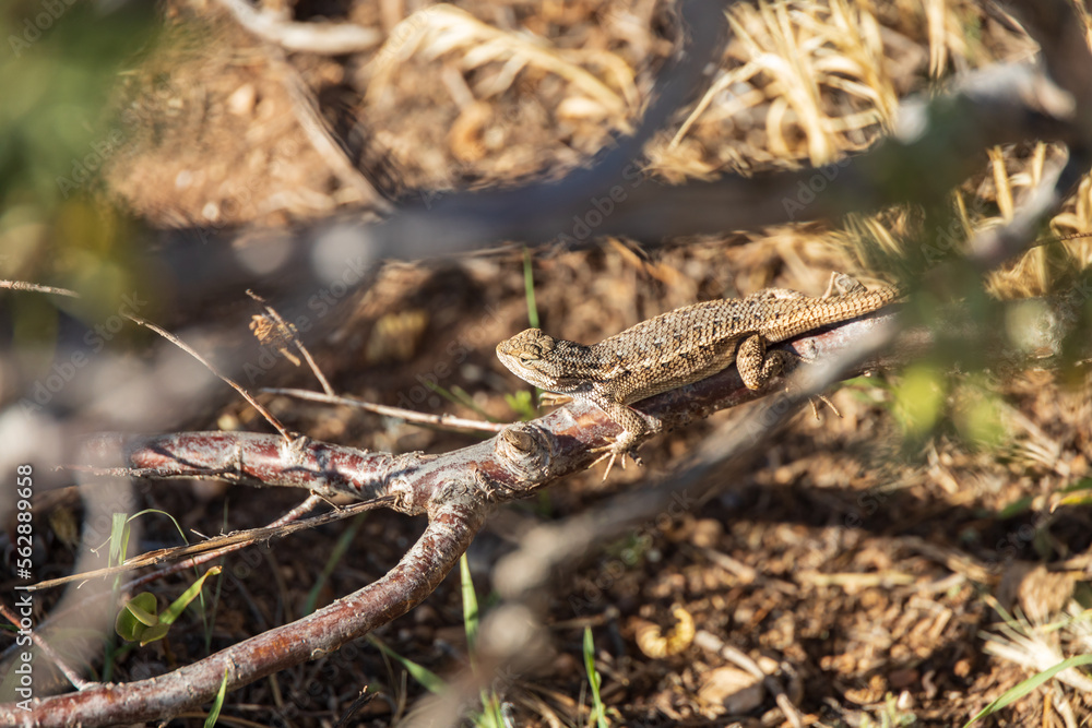 Naklejka premium Lizard sunning on a branch