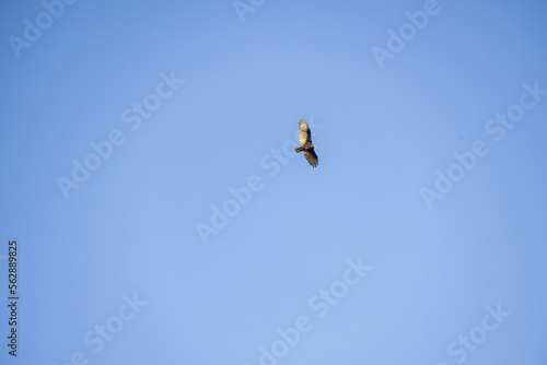 Turkey vulture soaring in the sky 