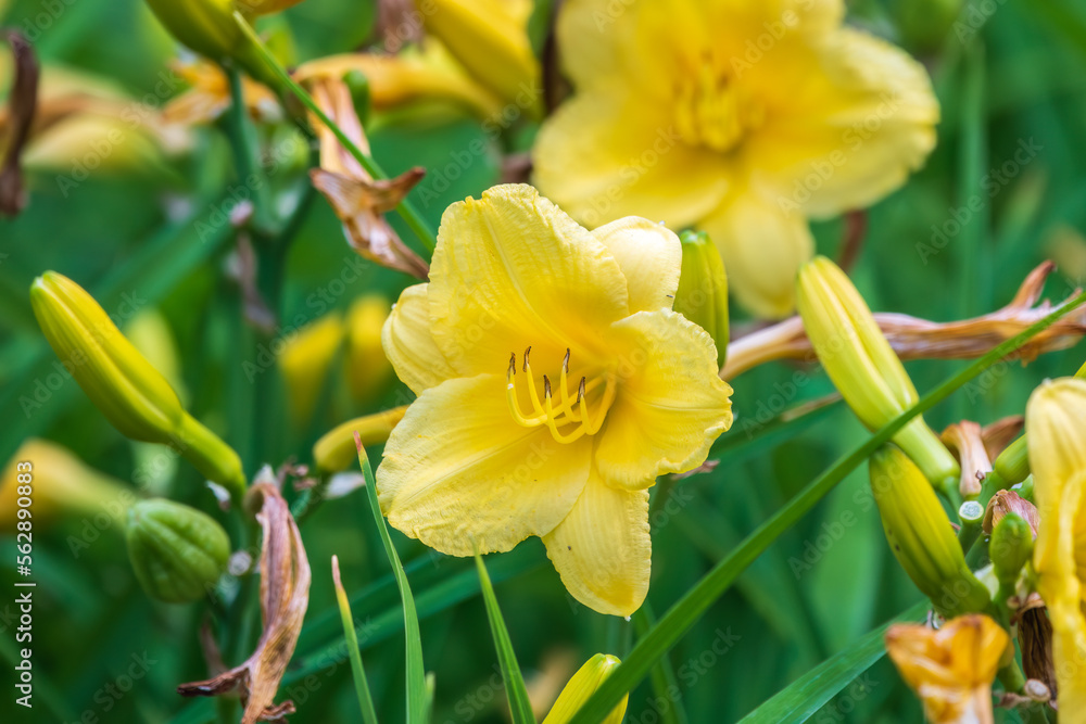 A yellow daylily flower, latin name Hemerocallis lilioasphodelus, at sunset. It is also known as the lemon daylily.