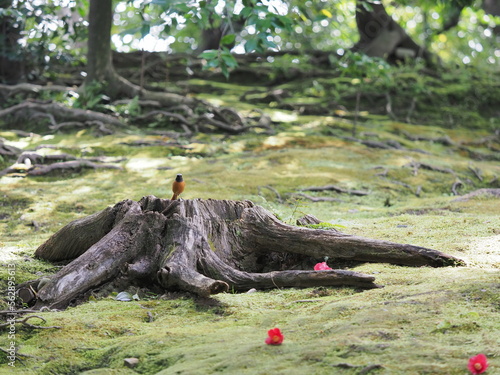大きな切り株にとまる野鳥