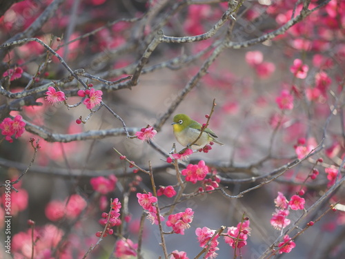 梅の花の蜜を吸う小さな野鳥