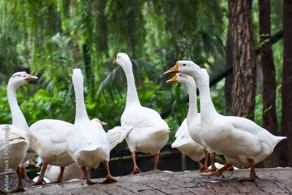 Close up White ducks inside Lodhi Garden Delhi India, see the details and expressions of ducks during evening time Close up White ducks inside Lodhi Garden Delhi India, see the details and expressions of ducks during evening time