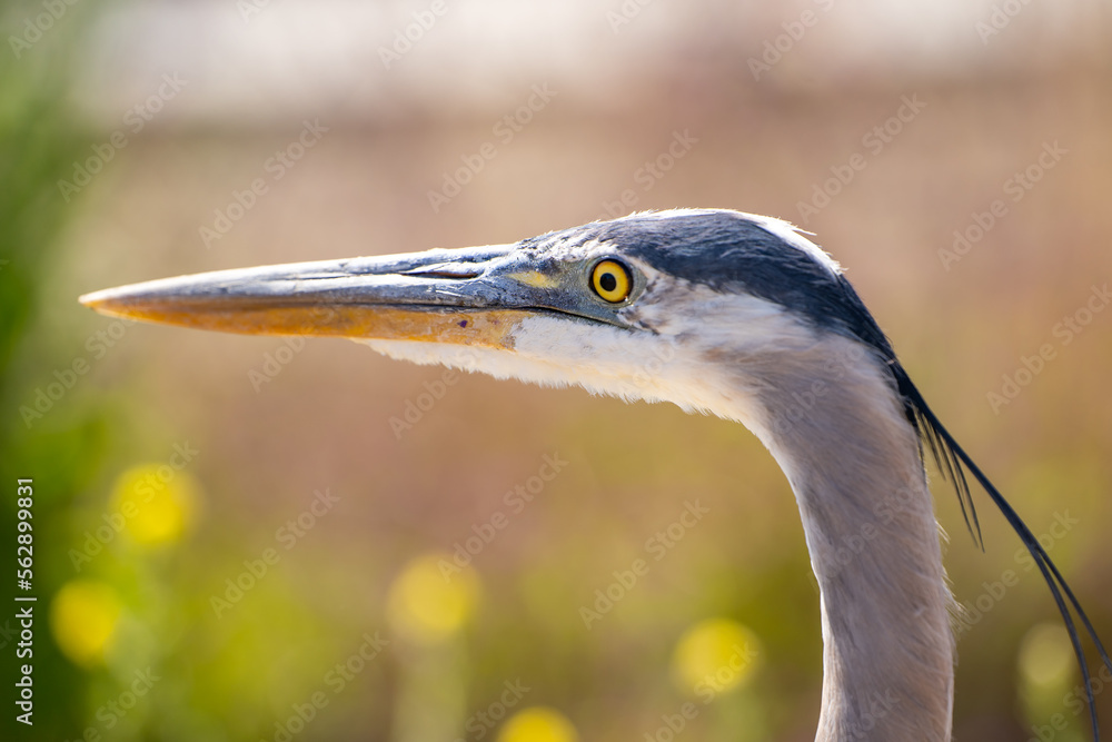 Great blue heron (Ardea cinerea) close up. Great blue heron (Ardea cinerea) close up.