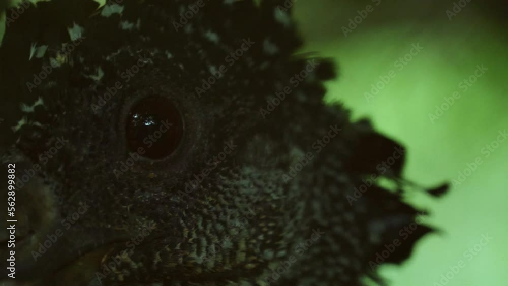 Turkey at the Belize Zoo, Central America, Slow Motion & Closeup Turkey at the Belize Zoo, Central America, Slow Motion & Closeup