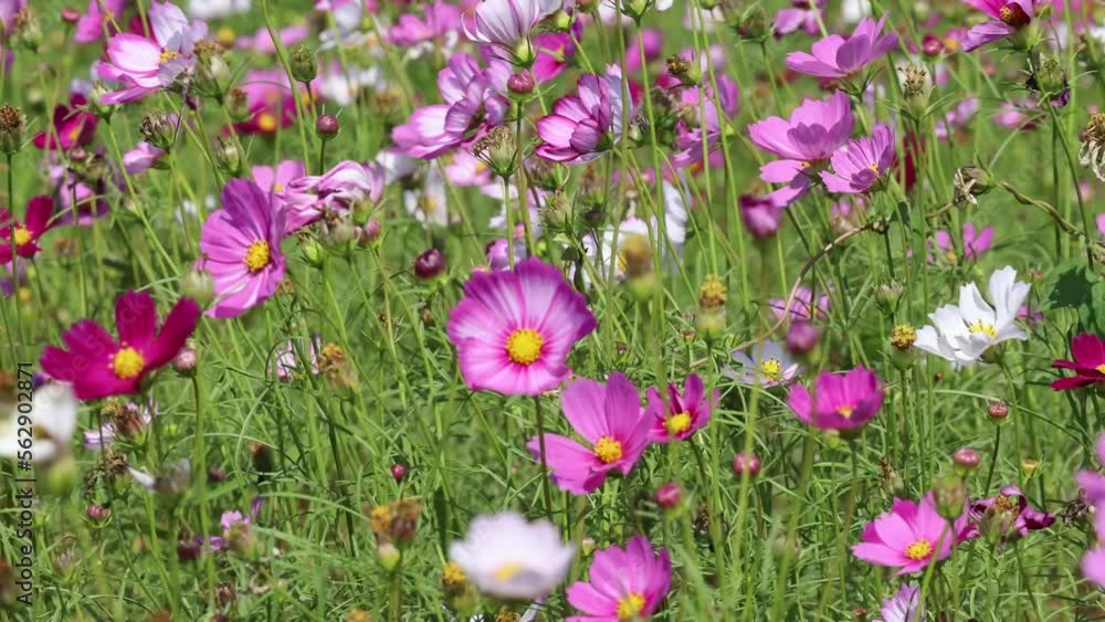 Pink cosmos flower blooming field, flowers swaying along the wind. Pink cosmos flower blooming field, flowers swaying along the wind.