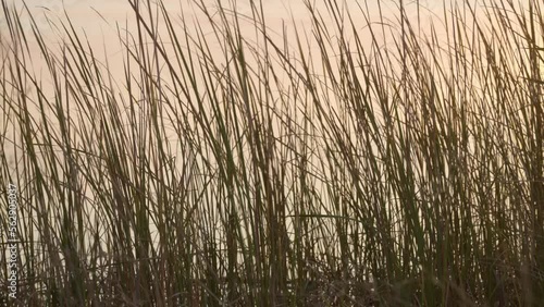 Tall thick dense grasses and reeds growing along the water banks of a wetland river delta ecosystem, the native plants adapted well to local climate photo