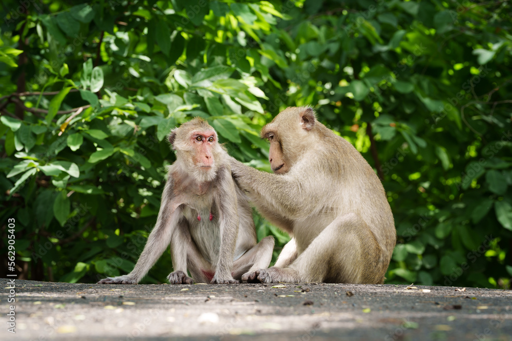 Portrait, Young monkey or Macaca lover, it love and care that is not far from body it happy, in natural forest park. Khao Ngu Stone Park, Ratchaburi, Thailand. Leave a blank and free space for text.