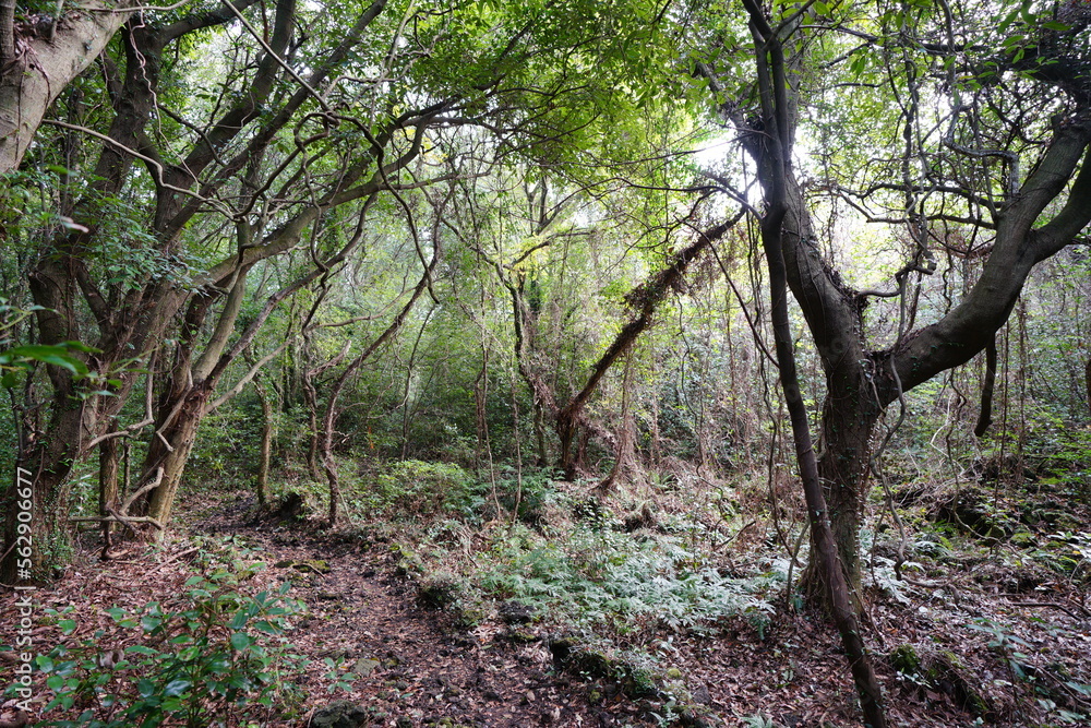 Fototapeta premium old trees and vines in wild forest