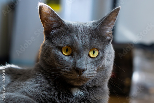 Fototapeta Naklejka Na Ścianę i Meble -  Cute british shorthair cat on blurred background. Grey British Shorthair Cat Portrait Orange Yellow eyes