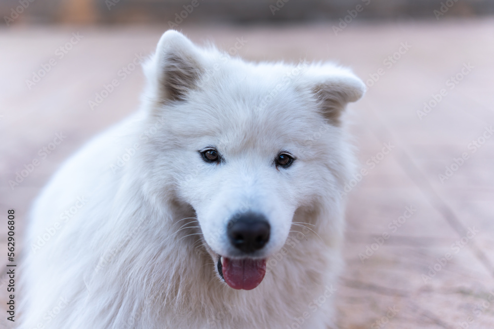 Adorable fluffy white domestic Samoyed dog with thick fur sitting on walkway during daytime Adorable fluffy white domestic Samoyed dog with thick fur sitting on walkway during daytime