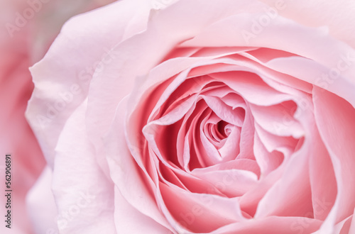 Pink rose flower. Macro flowers background for holiday design