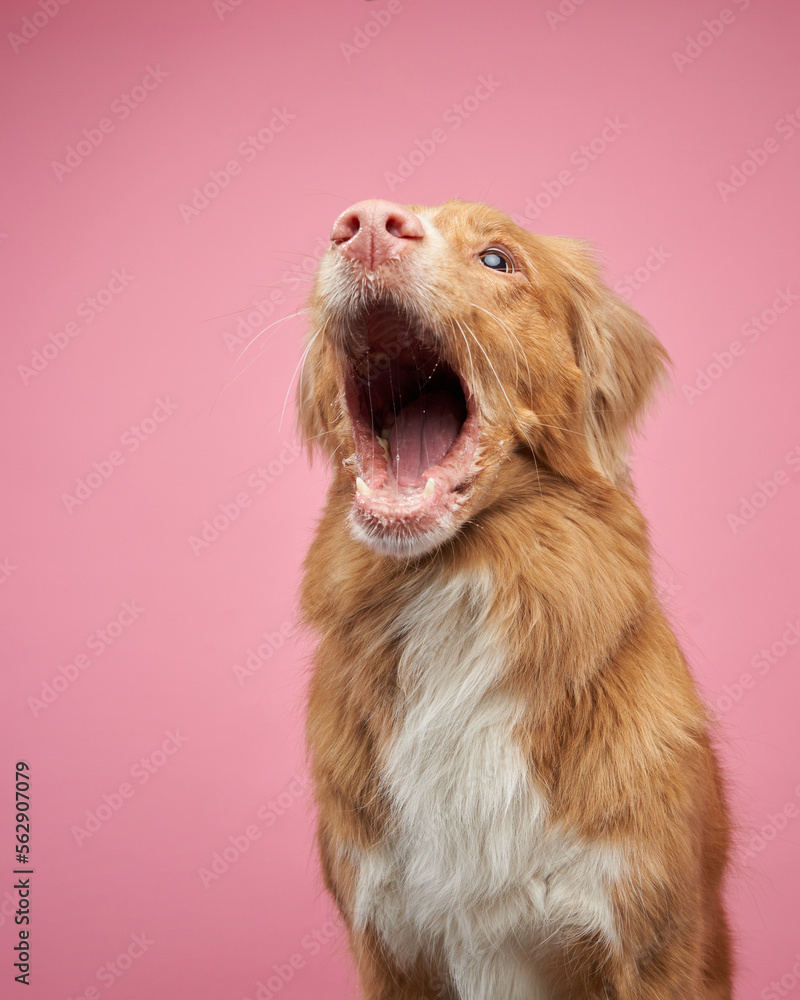 dog funny muzzle catches yummy. Nova Scotia Duck Retriever, toller on a pink background