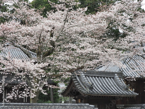 桜の花とお寺の建物