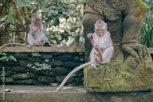 Photography two cute baby monkeys eating and playing in the ubud monkey forest in bali, indonesia