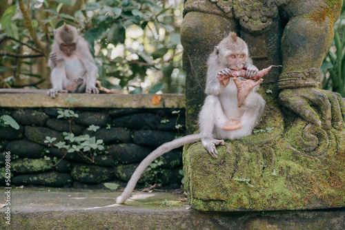 Canvas Print two cute baby monkeys eating and playing in the ubud monkey forest in bali, indonesia