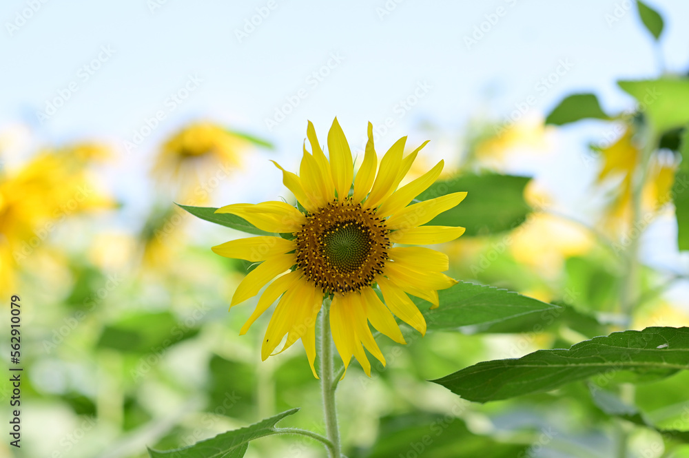 Fresh Sunflower blooming in the morning sun shine with nature background in the garden, Thailand. Fresh Sunflower blooming in the morning sun shine with nature background in the garden, Thailand.