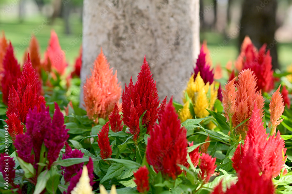 Colorful of Cockscomb flowers (Celosia argentea) with nature background in the garden at Bangkok, Thailand. Colorful of Cockscomb flowers (Celosia argentea) with nature background in the garden at Bangkok, Thailand.