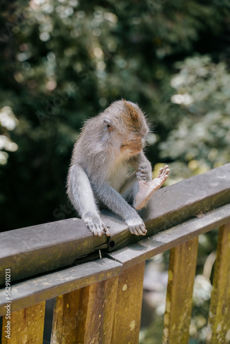 curious baby monkey discovering his food in the monkey forest Ubud, Bali, Indonesia. © cassiokendi