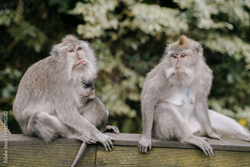 two monkeys sitting in the ubud monkey forest in bali, indonesia.  photo