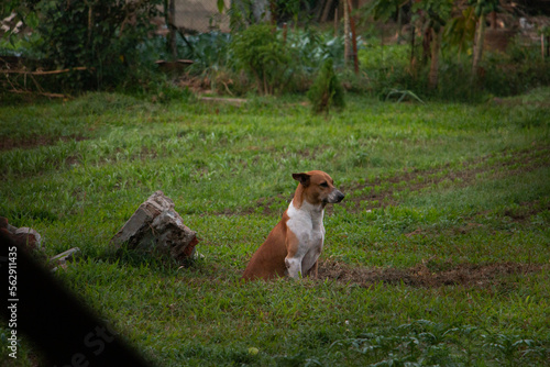 Dog looking for food