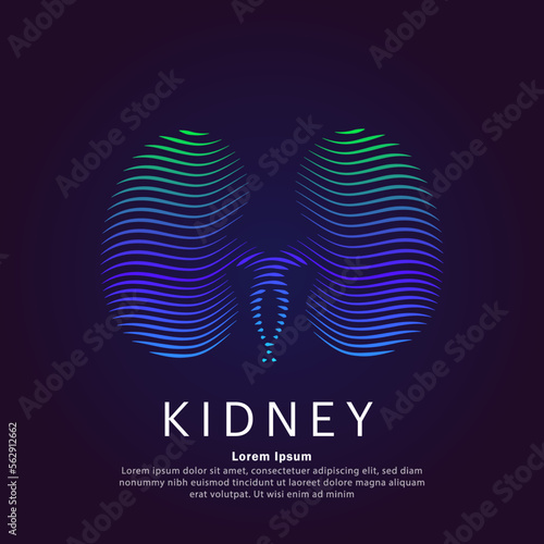 Human kidney medical structure. Creative Vector logo kidney color silhouette on a dark background. Urology vector design - EPS 10