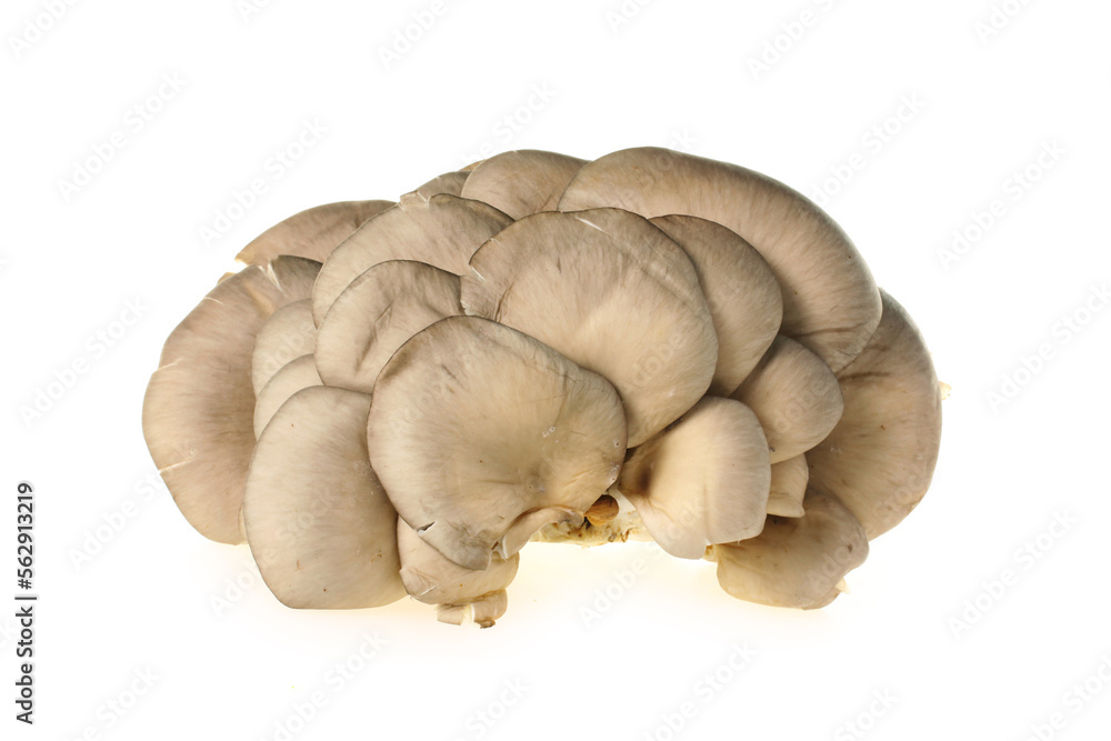 oyster mushroom on white background oyster mushroom on white background