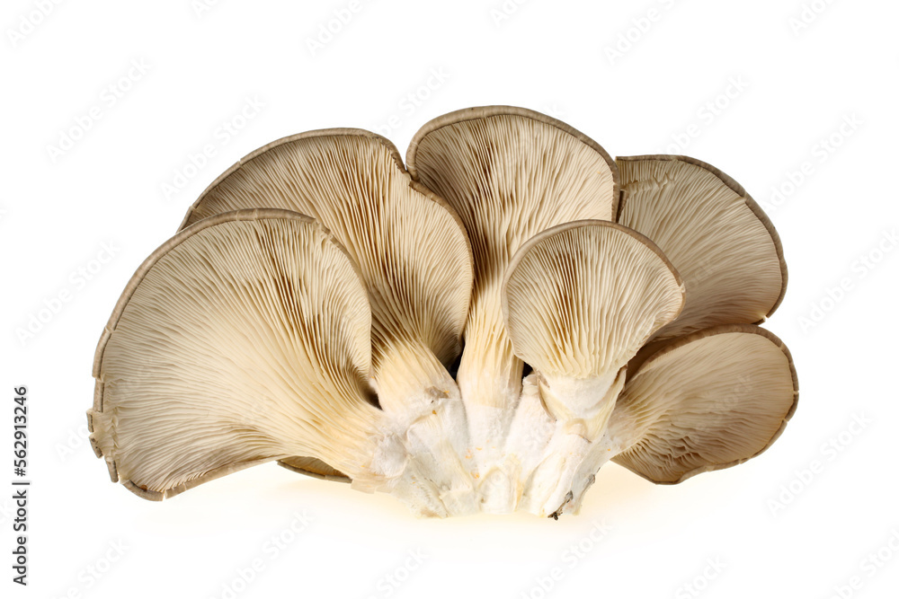 oyster mushroom on white background oyster mushroom on white background