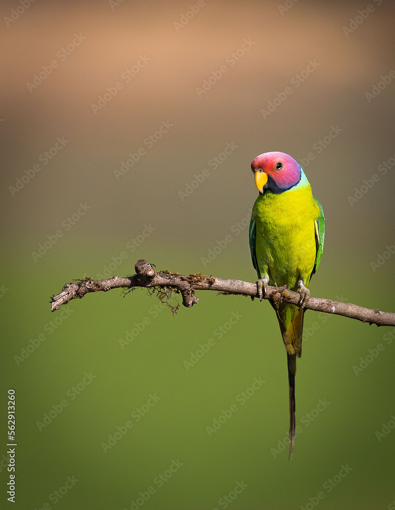Parrot plum headed parakeet on the beautiful perch (male bird)
