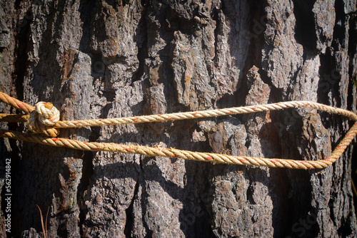 The bark surface is tied with a rope.