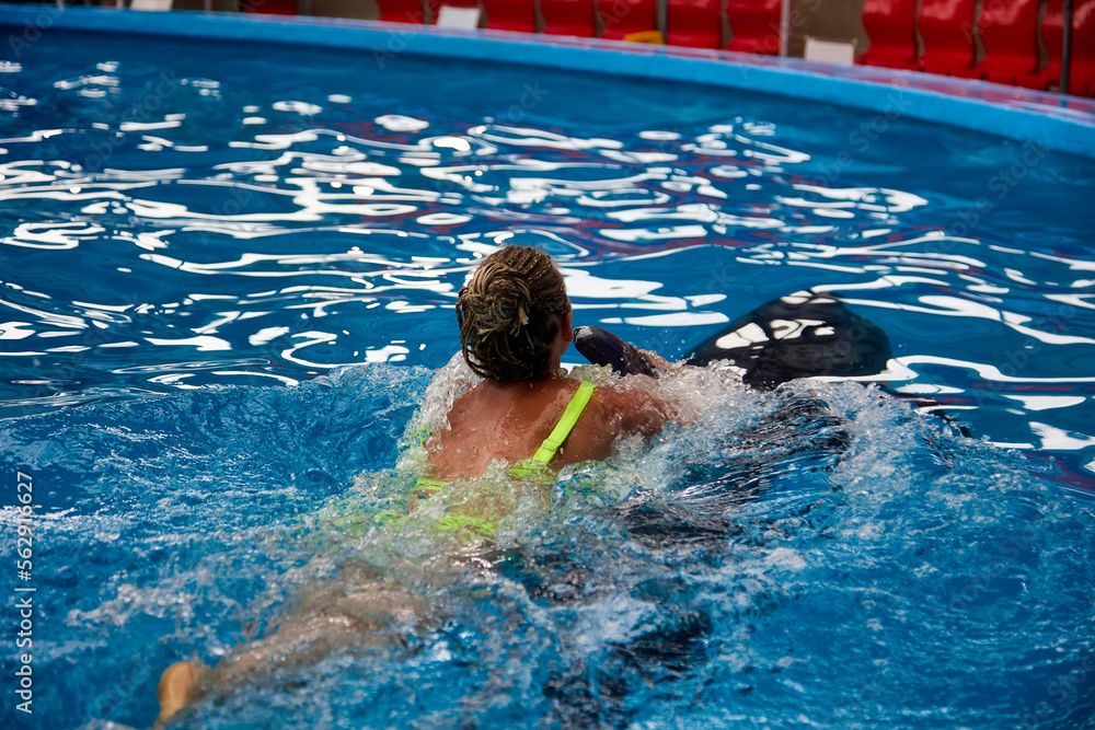 Large soft and wet dolphin rolls a woman in a bright swimsuit on her back in a pool of blue water. The girl plays in the water with a dolphin, holds on to the fin on her back Large soft and wet dolphin rolls a woman in a bright swimsuit on her back in a pool of blue water. The girl plays in the water with a dolphin, holds on to the fin on her back