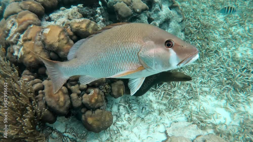 Coral Reefs of Belize, Caye Caulker, Central America, Caribbeans. Fish, Corals underwater dive Coral Reefs of Belize, Caye Caulker, Central America, Caribbeans. Fish, Corals underwater dive