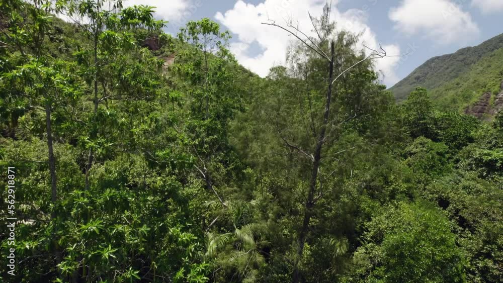 Drone over national park, anse major nature trail, reveal shot of the forest Drone over national park, anse major nature trail, reveal shot of the forest