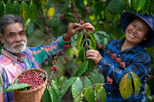 Canvastavla Farmers women and men harvesting Coffee beans of Arabica coffee  on Coffee tree, Coffee bean single origin worlds class specialty