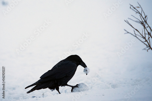 Photos A raven poses with the head of a willow ptarmigan in a snowy Alaska landscape