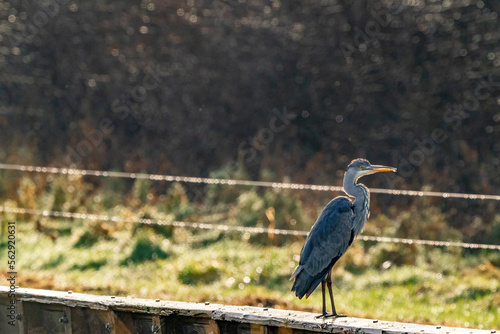 Obraz na płótnie The gray heron stands on a beam in the grass. The long-legged predatory wader is looking for food. w salonie