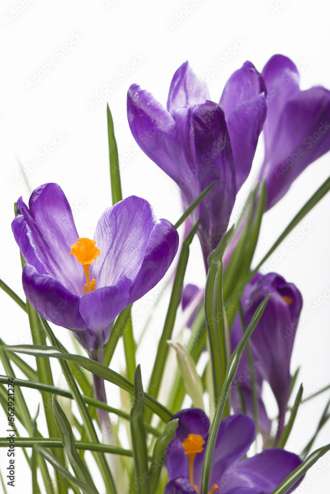 Crocuses. Crocus flower in the spring isolated on white Crocuses. Crocus flower in the spring isolated on white