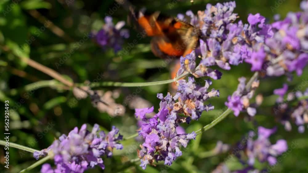 Tortoiseshell Butterfly On Purple Flowers Tortoiseshell Butterfly On Purple Flowers