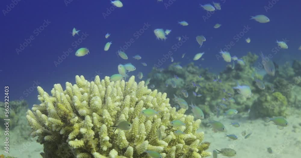 Acropora coral in the Reef, known as table coral, elkhorn coral, and