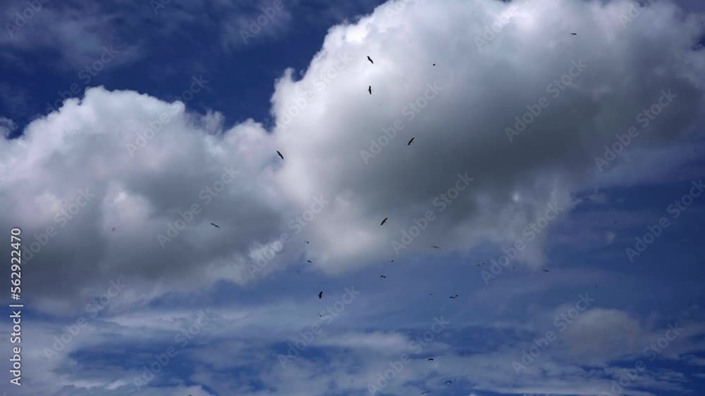 Storks that fly majestically in a sparkling blue sky Storks that fly majestically in a sparkling blue sky