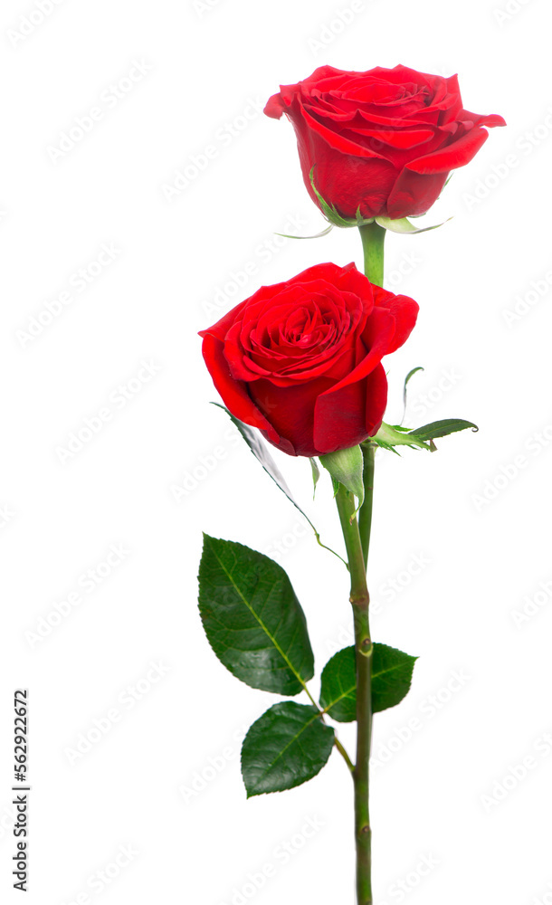 Several red roses on a white background. Several red roses on a white background.