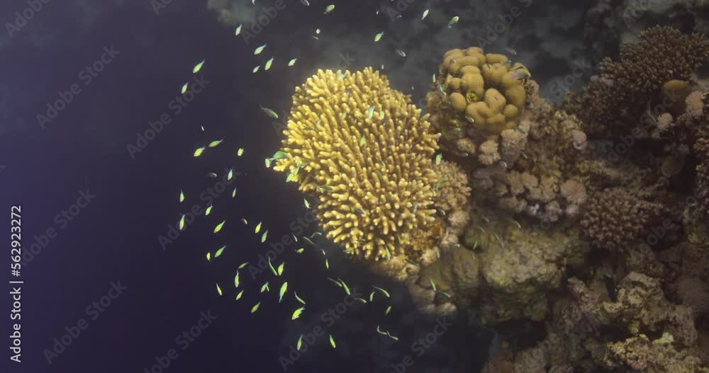 Acropora coral in the Reef, known as table coral, elkhorn coral, and