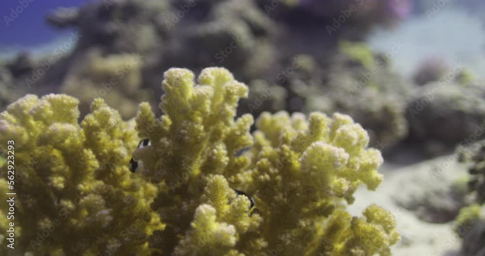 Acropora coral in the Reef, known as table coral, elkhorn coral, and