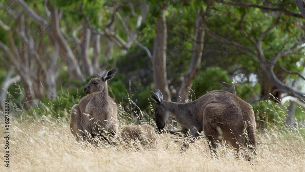 A group of Kangaroos at Deep Creek conservation park in South Australia in long grass during summer A group of Kangaroos at Deep Creek conservation park in South Australia in long grass during summer