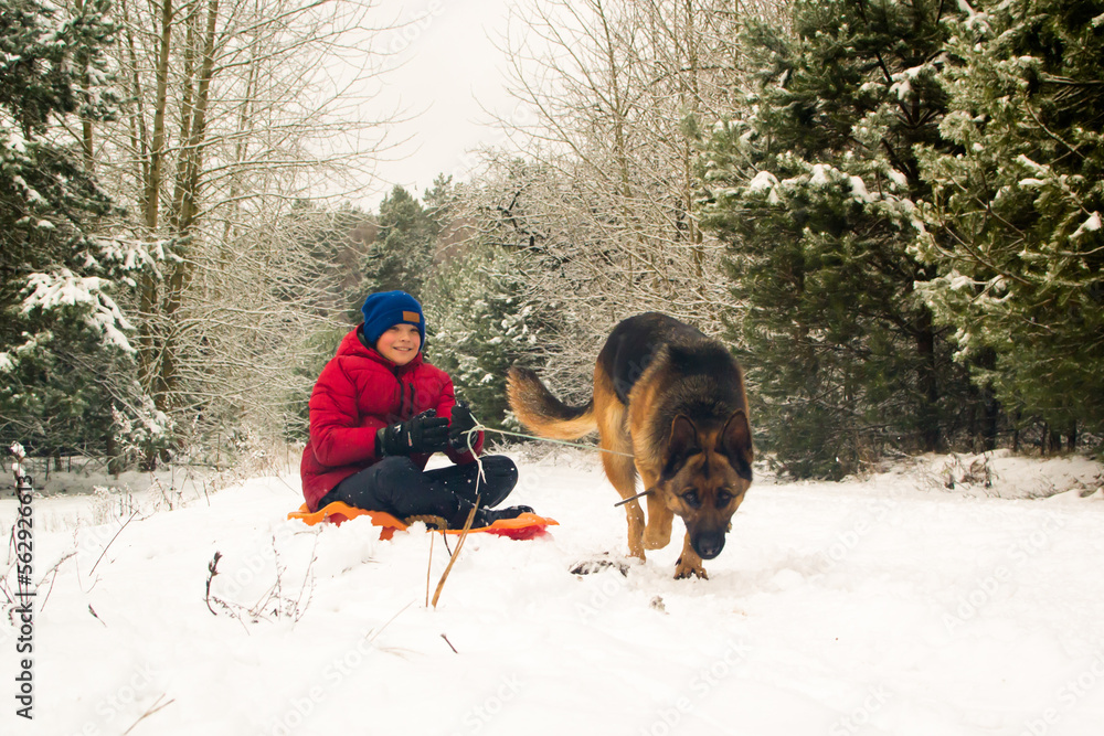 The boy plays with the dog. German Shepherd rides a child on a sled. The boy plays with the dog. German Shepherd rides a child on a sled.