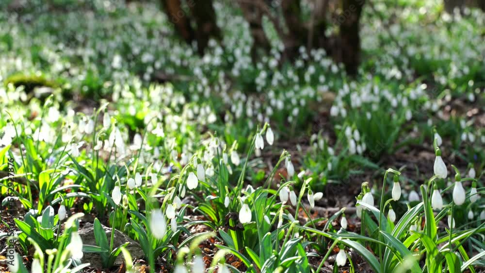 White snowdrops in the early spring in the forest, Early spring white flowers in the spring forest. Beautiful wild snowdrops are blooming. White snowdrops in the early spring in the forest, Early spring white flowers in the spring forest. Beautiful wild snowdrops are blooming.
