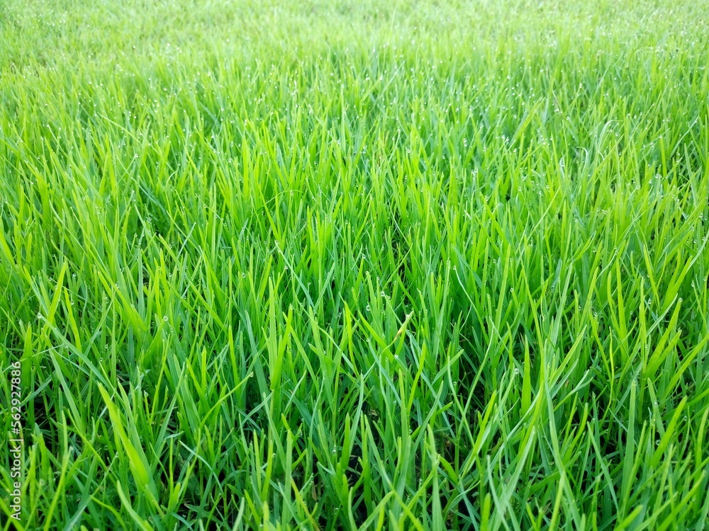 The grass in the morning is a drop of water at the end of the leaf. The grass in the morning is a drop of water at the end of the leaf.