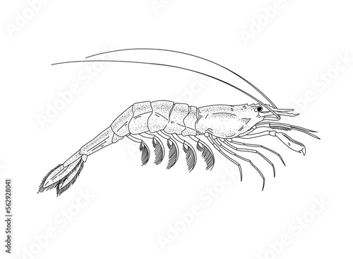 A shrimp drawn with graphic lines on a light background. Illustration for menu and packaging. Vector illustration.