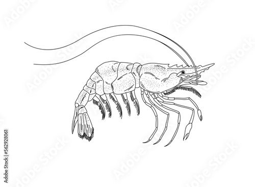 A shrimp drawn with graphic lines on a light background. Illustration for menu and packaging. Vector illustration.