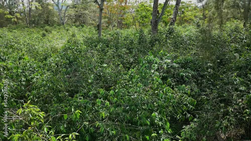 Drone flying through a coffee garden in the tropics of New Guinea. Drone flying through a coffee garden in the tropics of New Guinea.