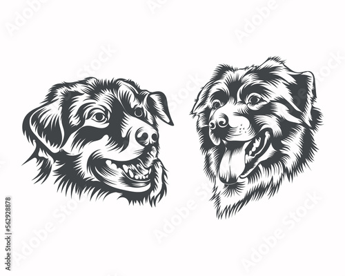 Australian Shepherd Dog Breed face Vector Illustration on White Background for portrait  t-shirt  tattoo